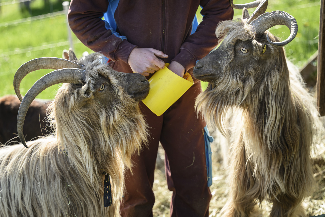 Swiss civilian service is characterised, amongst other things, by the wide variety of placements on offer, ranging from agricultural work to cultural mediation in museums.