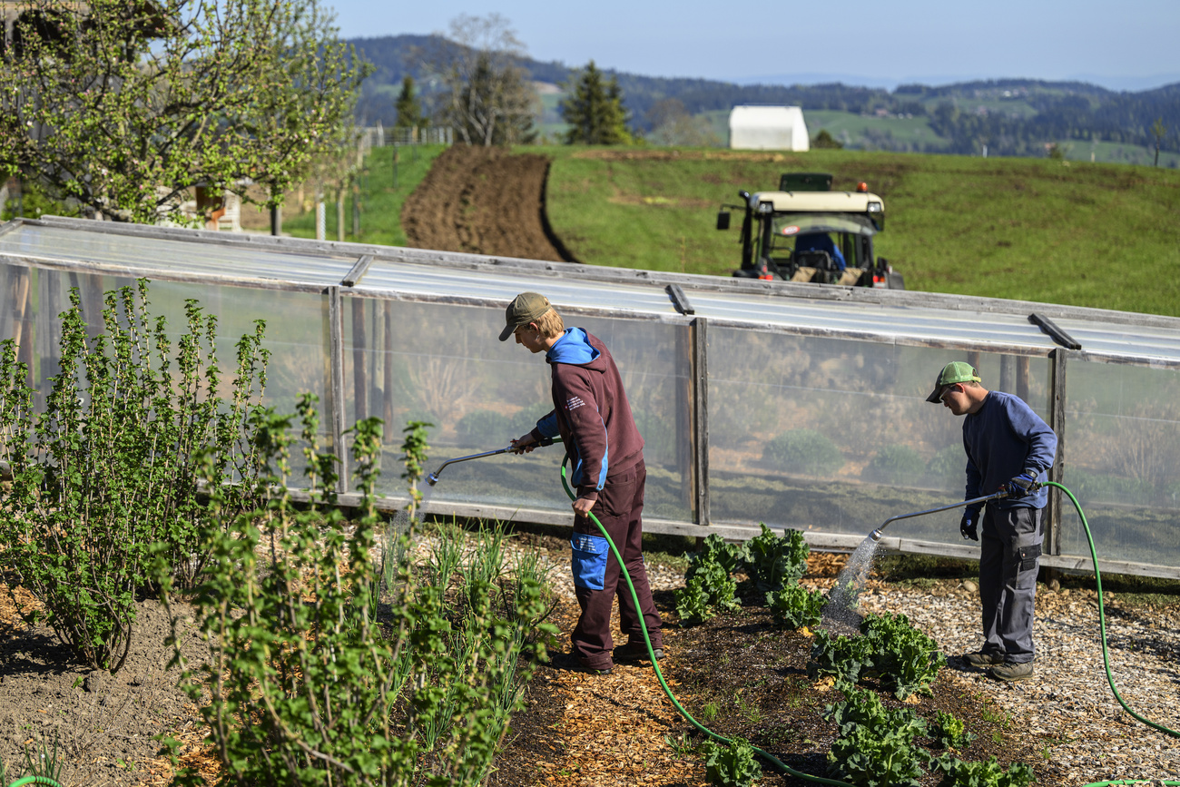 Zivildienstleistender beim Giessen in einem Gemüsegarten