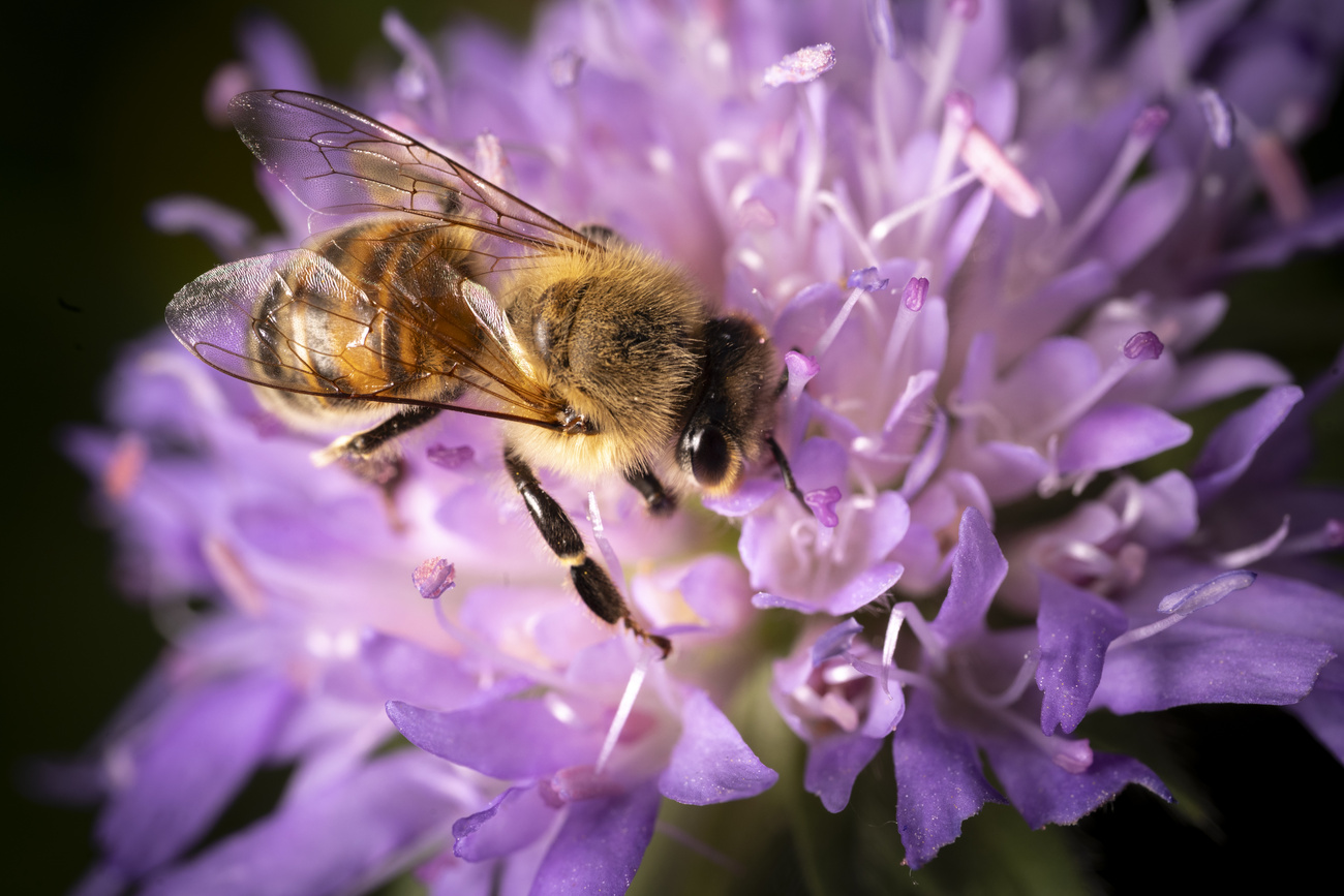Ape su fiore viola
