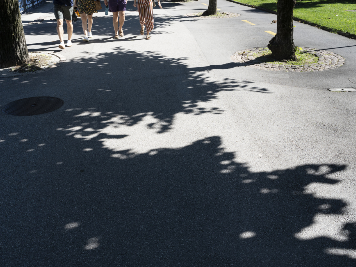 Researchers are calculating the shadow cast by every tree in Switzerland
