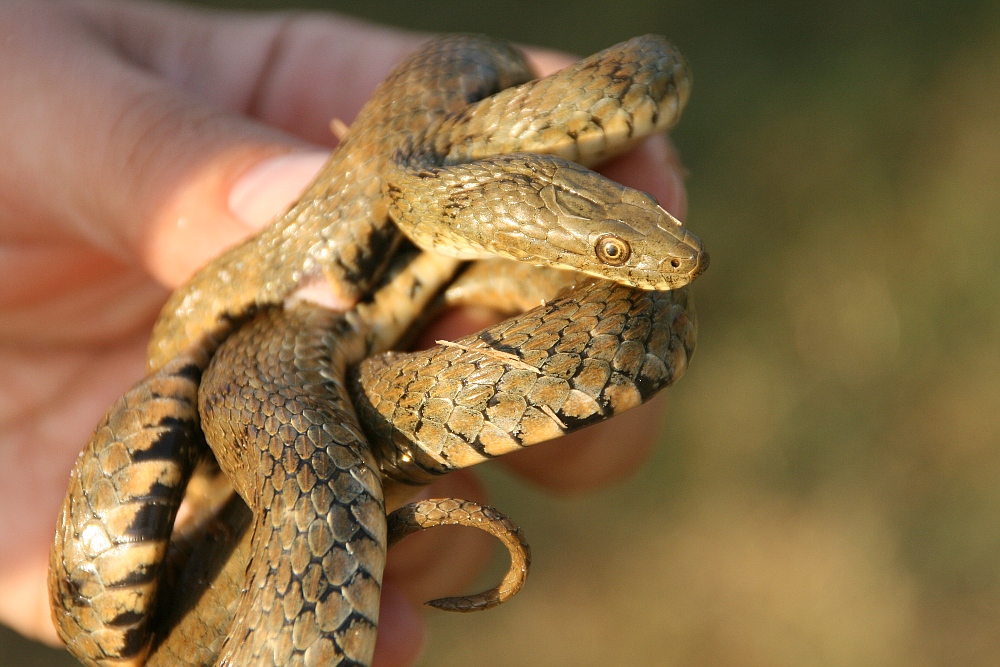 La natrice tassellata è spesso confusa con una vipera, da cui si distingue anche dalla pupilla rotonda