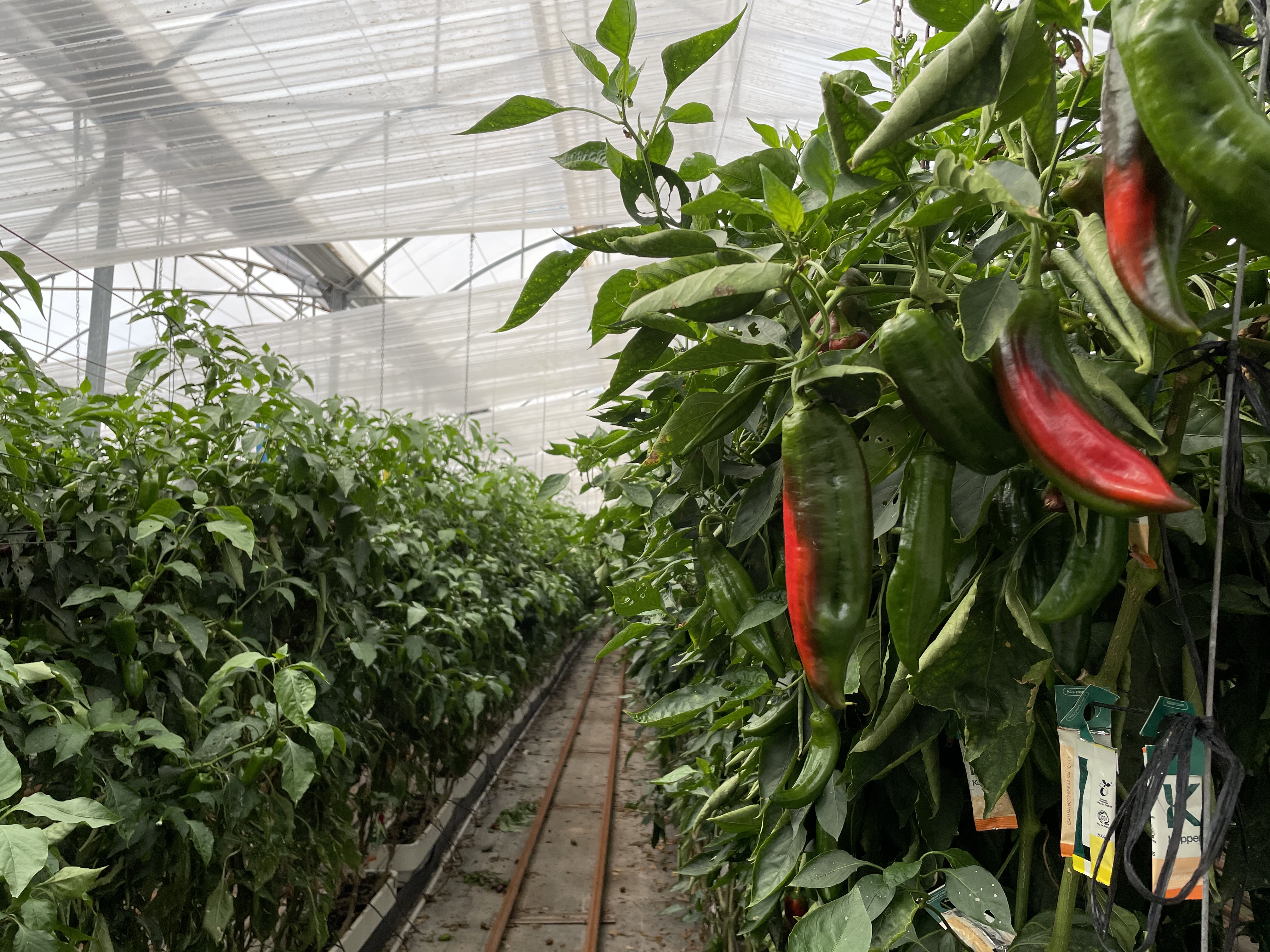 peppers