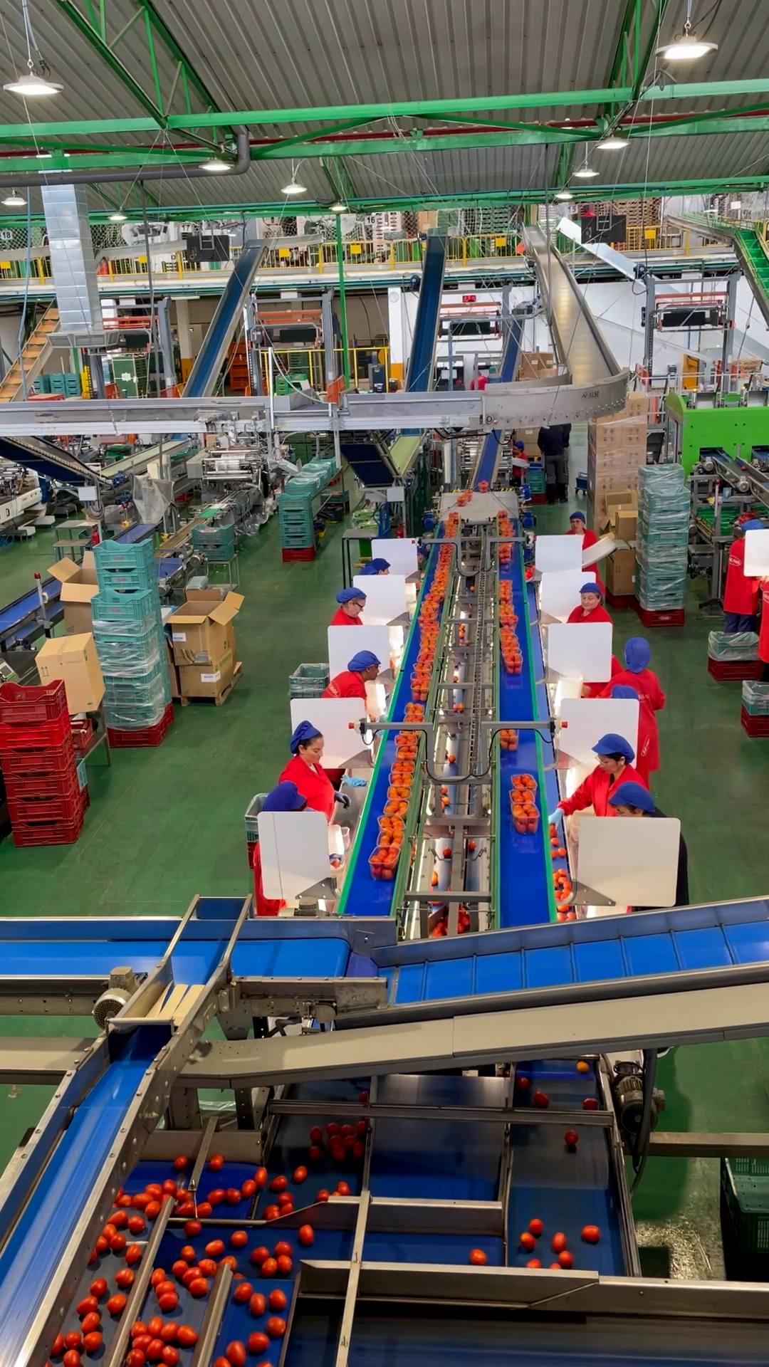 Photo of a factory with machines and workers sorting through tomatoes.