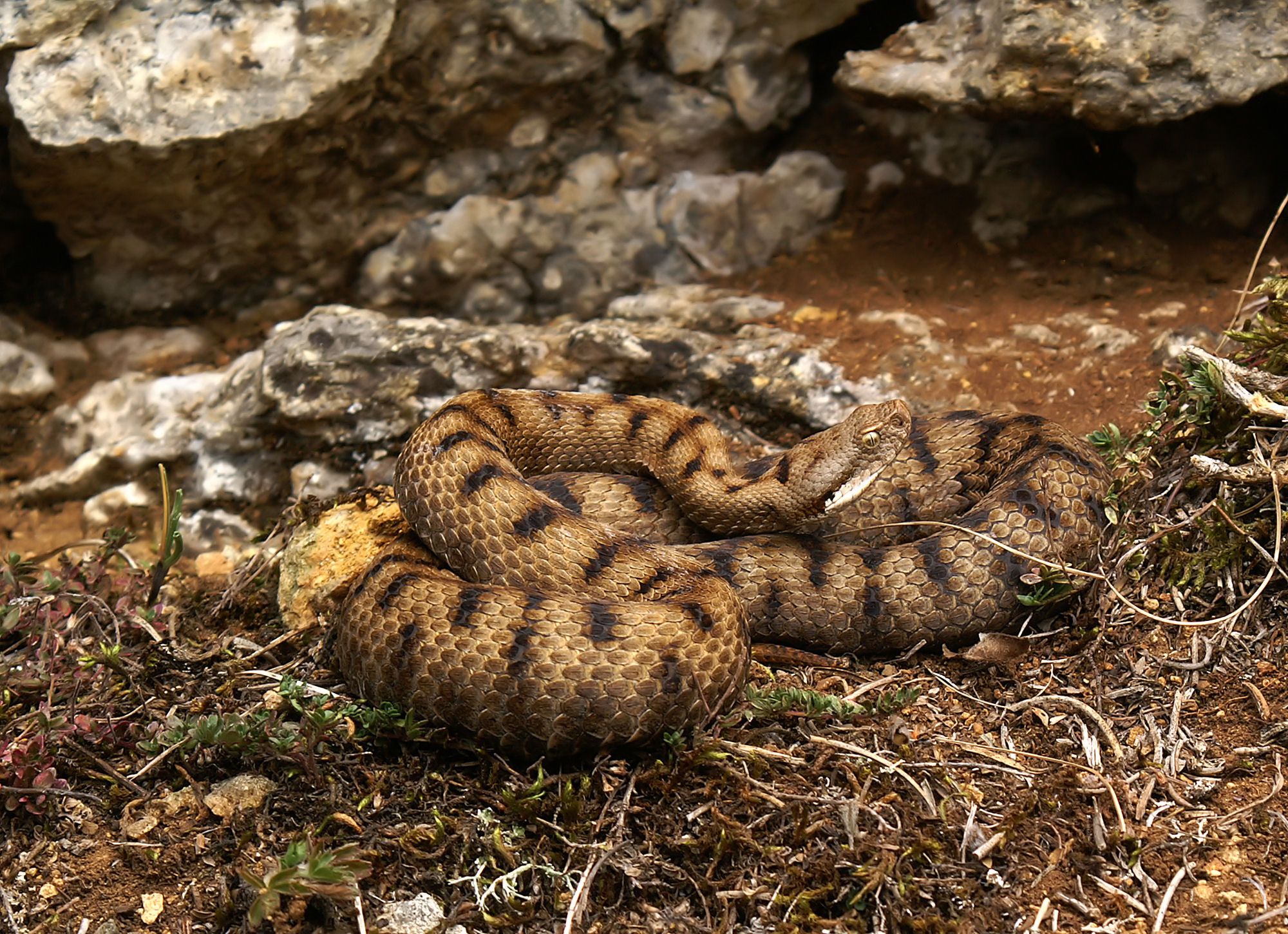 Esemplare di Vipera aspis