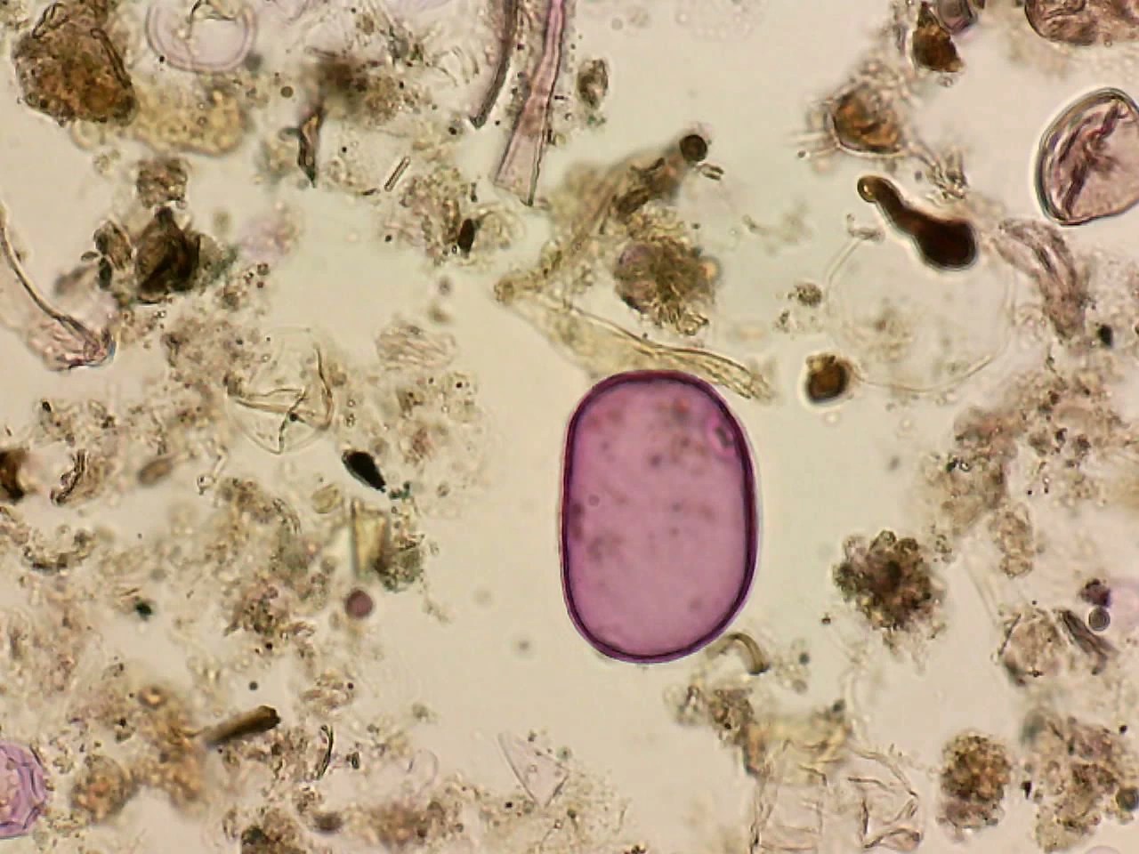 Pollen de seigle (Secale cereale)