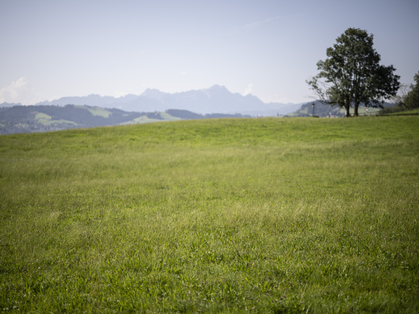 St. Galler Bauernverband gibt dem Kanton die Schuld für ...