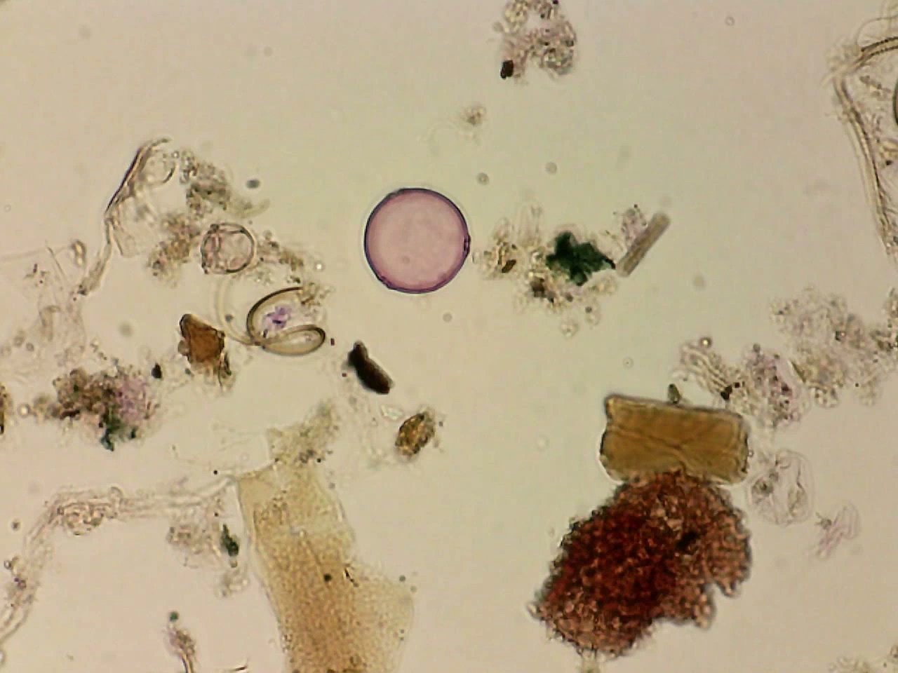 Grains de pollen