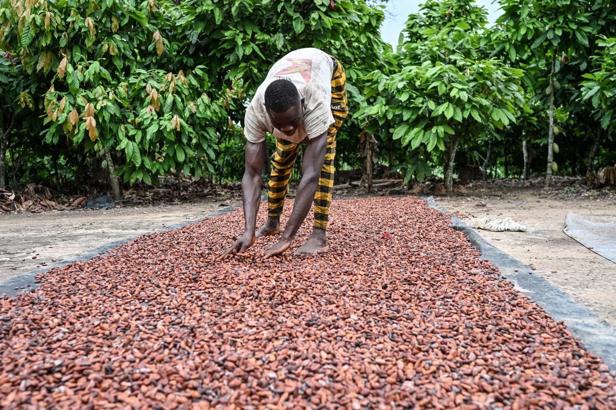 Cocoa Prices: The Effect of Reduced Supply