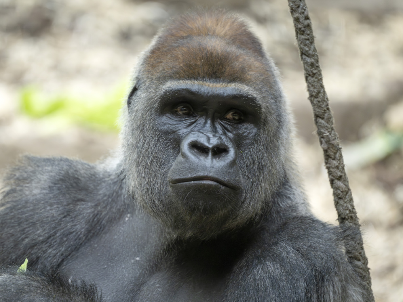 The Fondation Franz Weber calls for an end to gorilla breeding in Basel