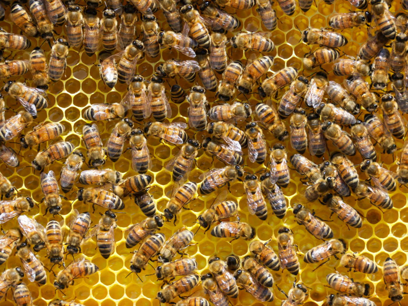 Several bee colonies have been poisoned in the Landquart region