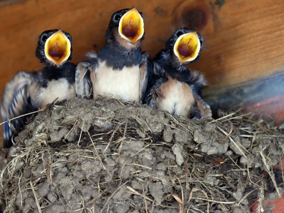 Swiss city to protect swallows, swifts and bats
