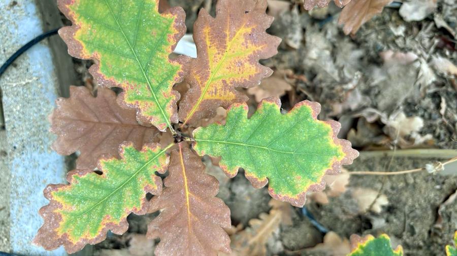 Foglie di quercia danneggiate dal caldo e dalla siccità durante un'esperimento controllato del WSL