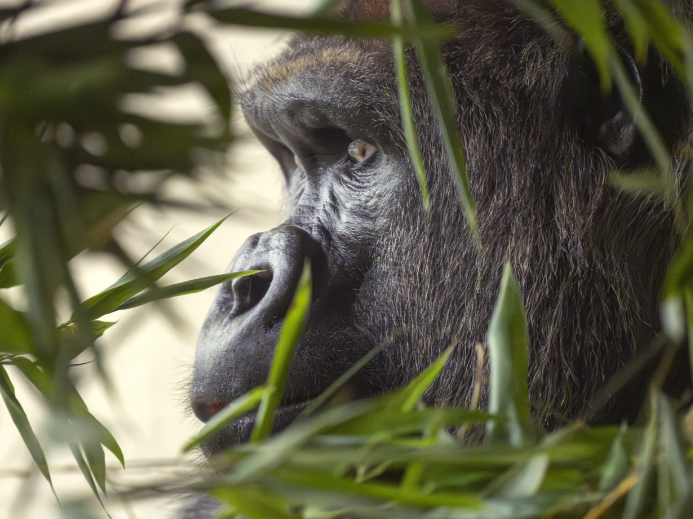 Basel: Mobali, who had been injured by the dominant male, was put down