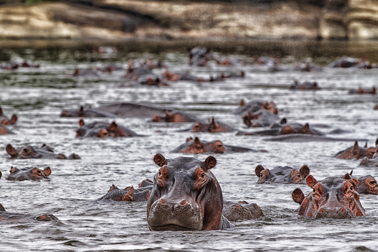 République démocratique du Congo : un fleuve regorgeant d'hippopotames.