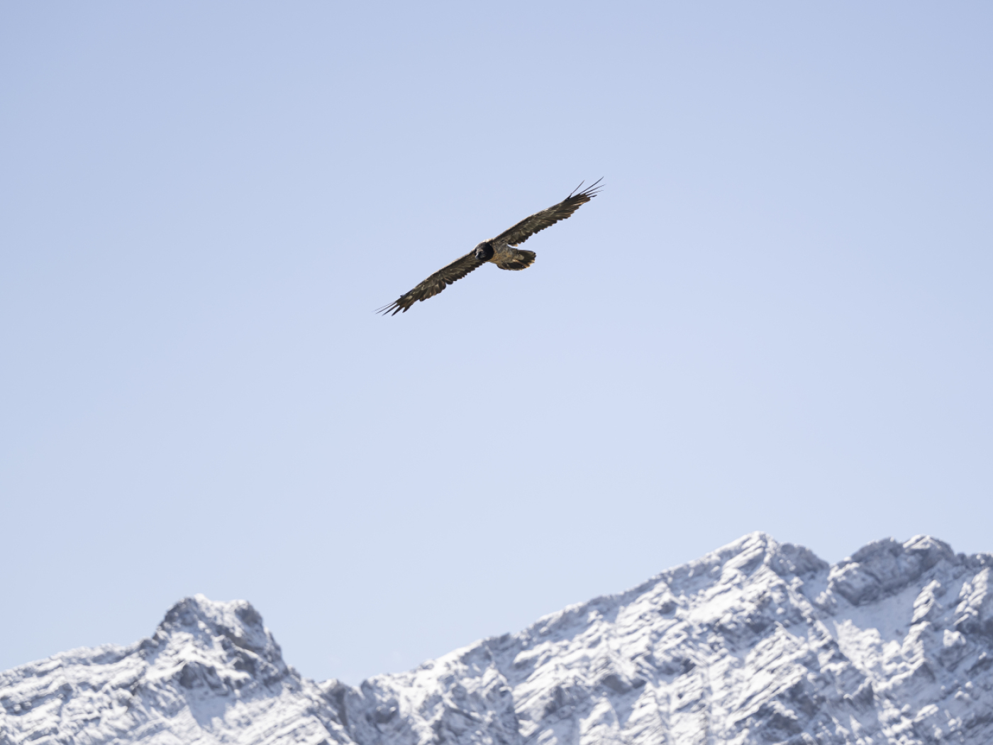 Only one of the two bearded vultures released into the wild in Obwalden has survived
