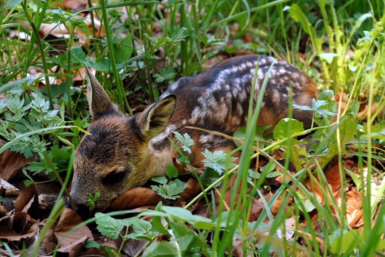 Perfekt getarnt duckt sich ein junges Rehkitz ins Gras auf einer Wiese