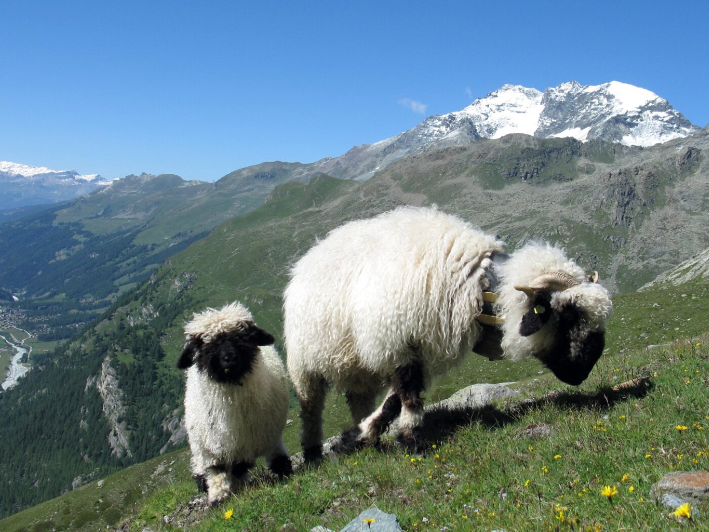 Lightning kills 97 black-nosed sheep on a Valais mountain pasture