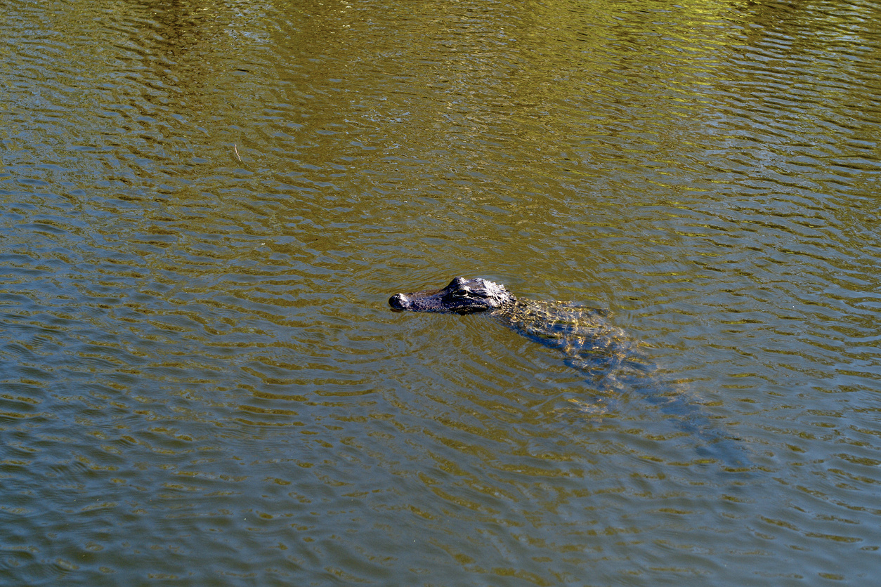 Alligator dans les Everglades