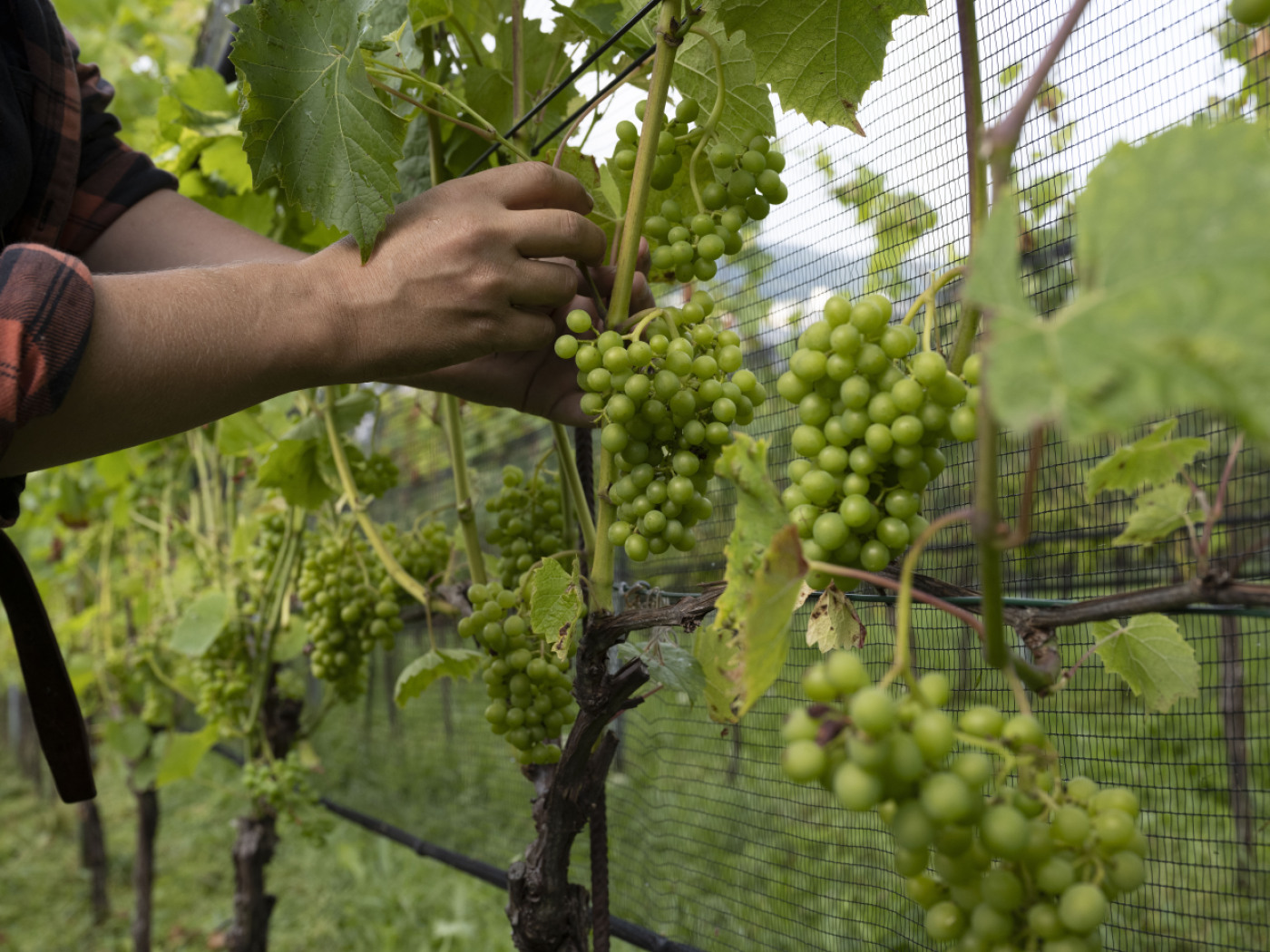 Climate change is shifting Europe’s wine-growing regions
