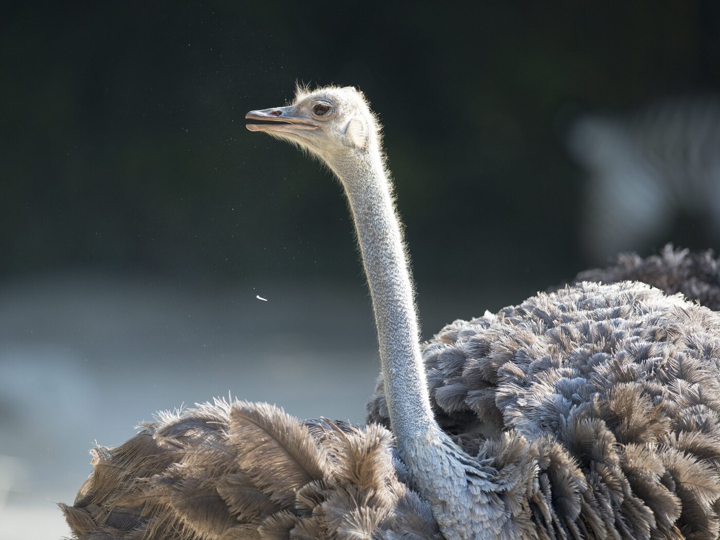 Femmina di struzzo uccisa da ippopotami allo zoo di Basilea