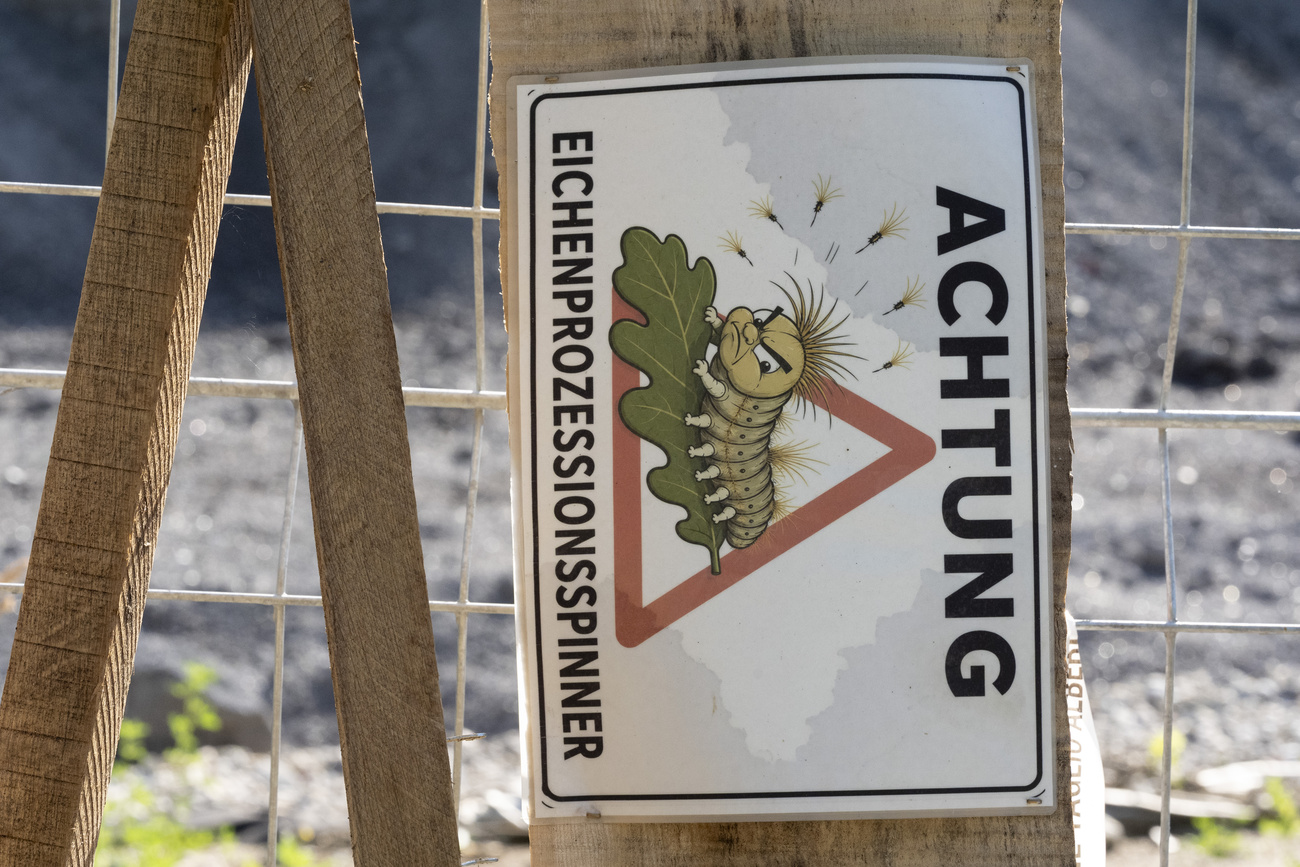 Avertissement contre la chenille processionnaire