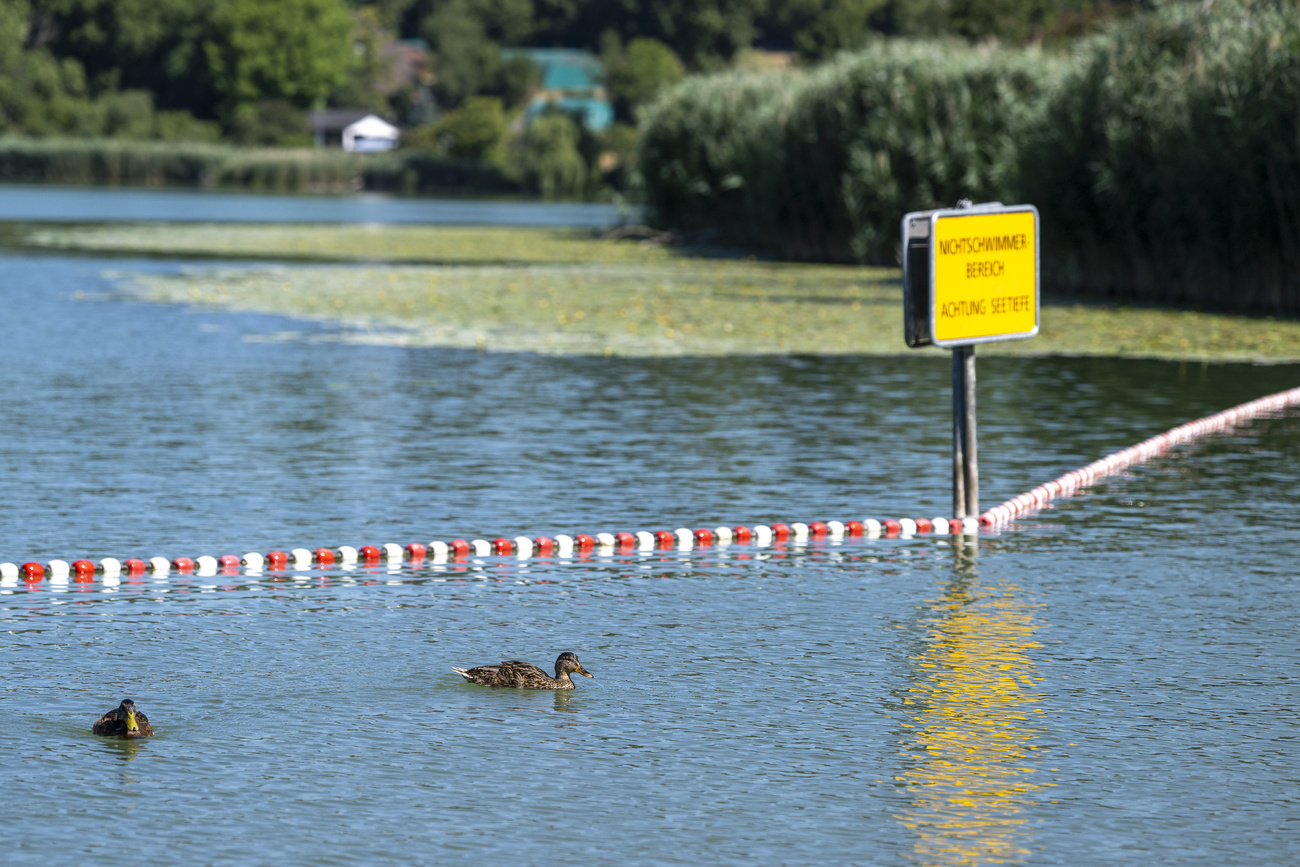 Anatre nuotano nel lago.