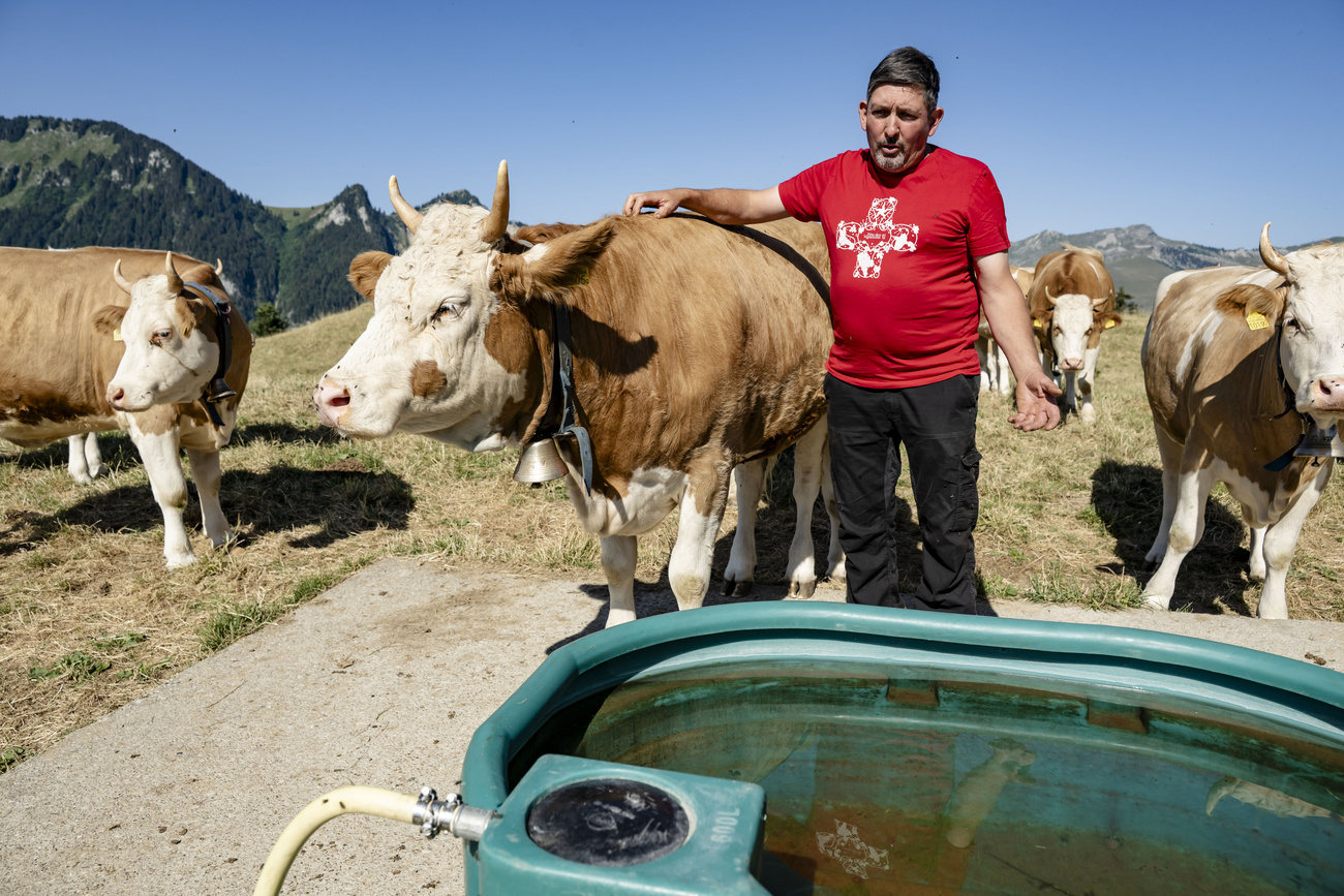 Mucche e allevatore davanti a un abbeveratoio