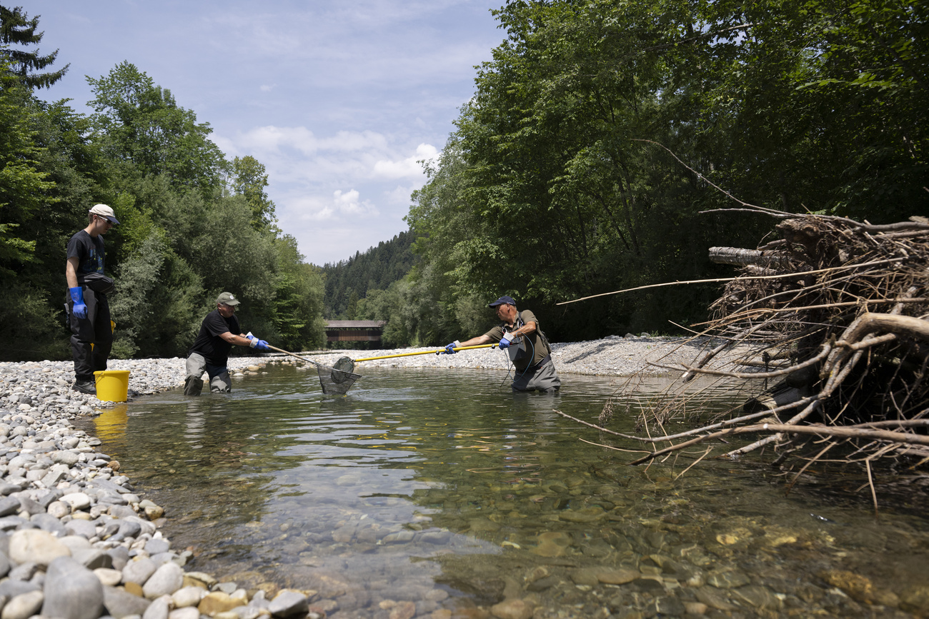 pesca di salvataggio nel fiume emme