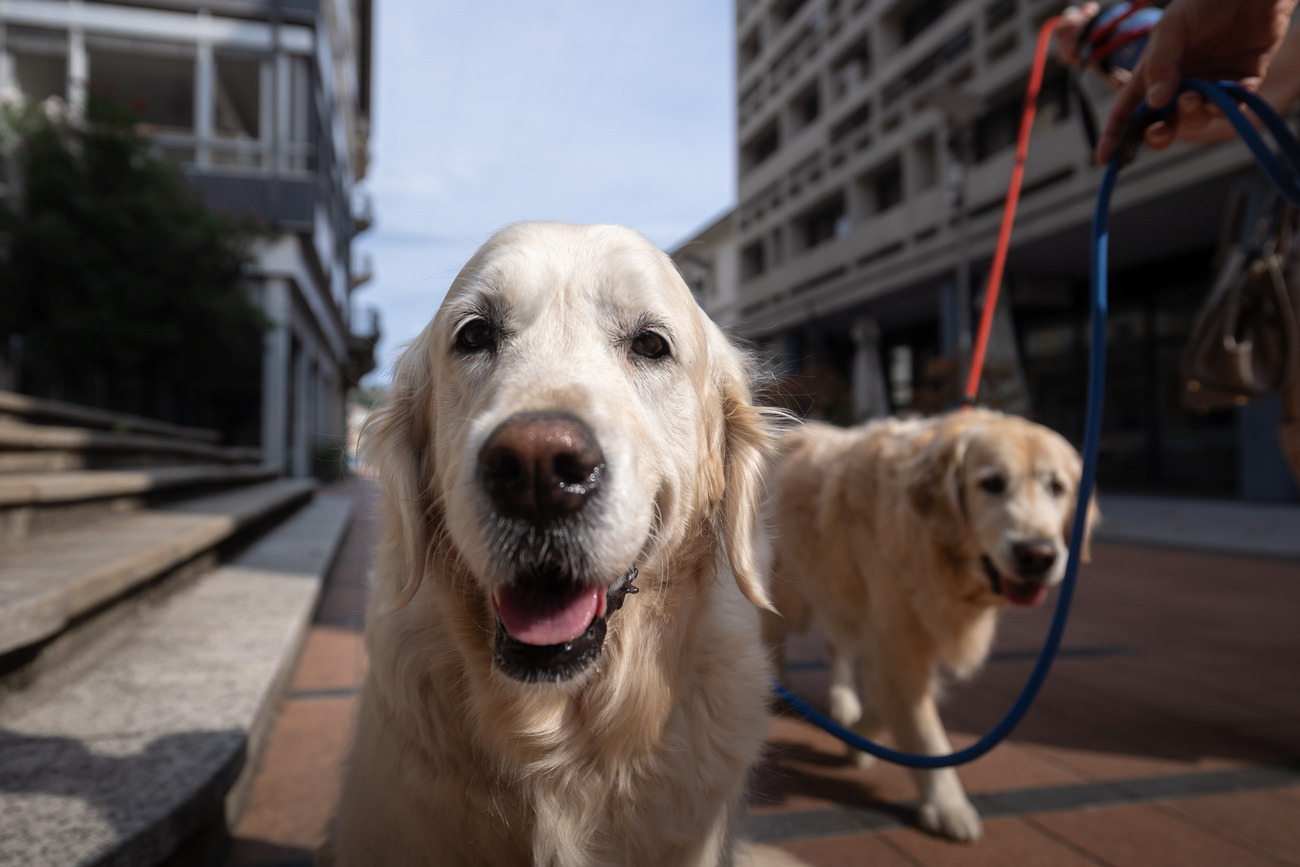 dogs