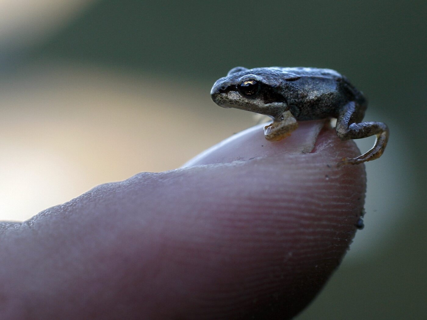 The grass frog is under pressure in low-lying areas