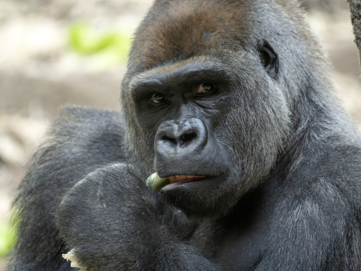Baby gorilla bitten to death by father at Basel Zoo