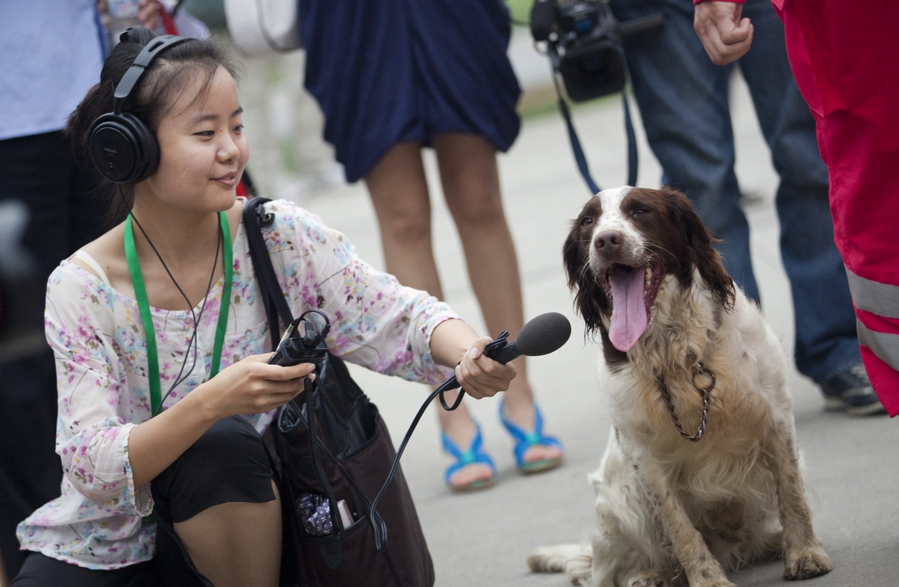 中国城市家庭饲养的宠物犬超过5300万只。