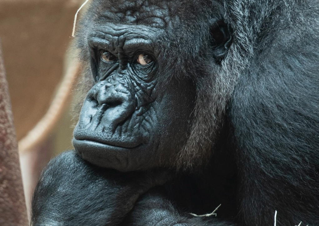 gorilla