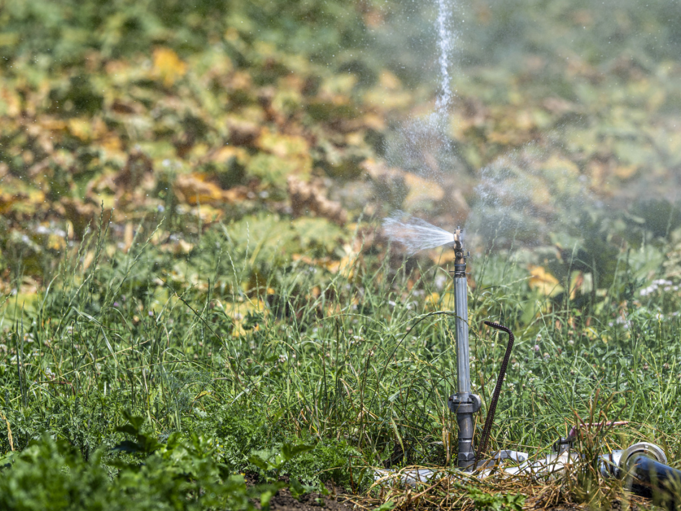 The risk of forest fires is rising in Switzerland