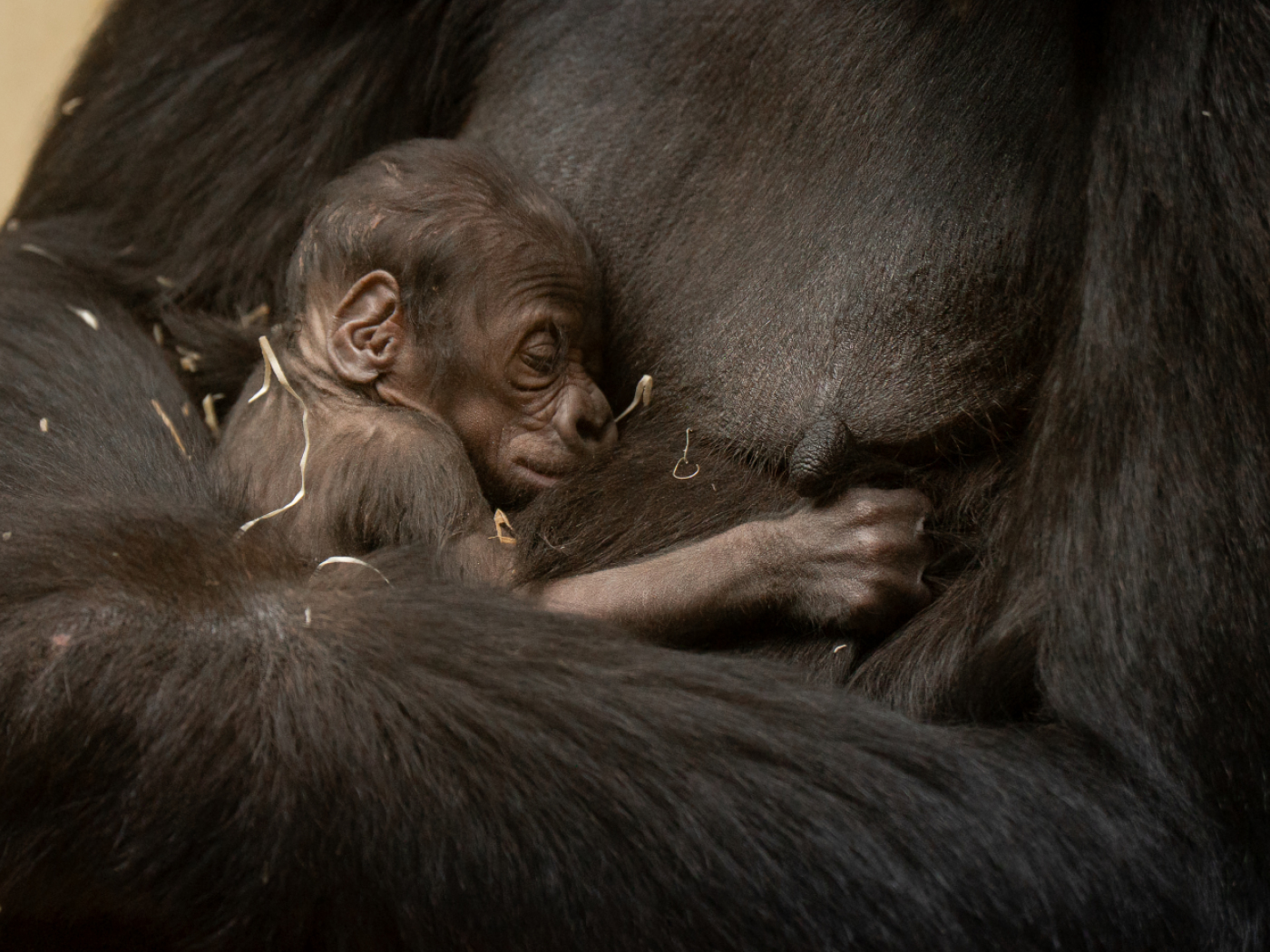 Female gorilla in Zurich gives birth