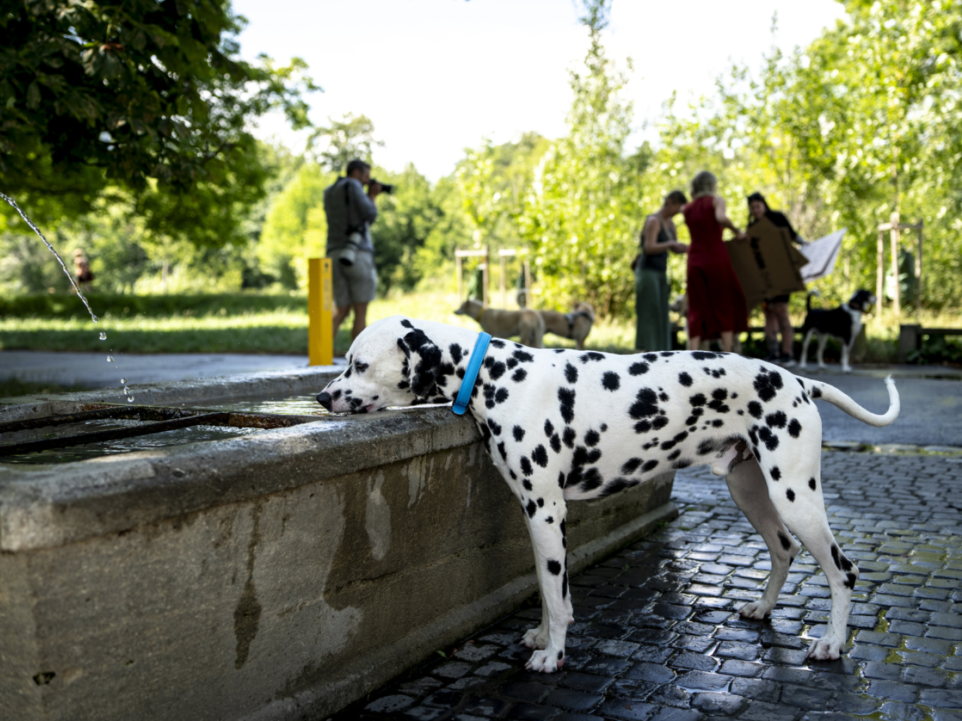 In Chiasso, dog owners are now required to clean up after their dogs