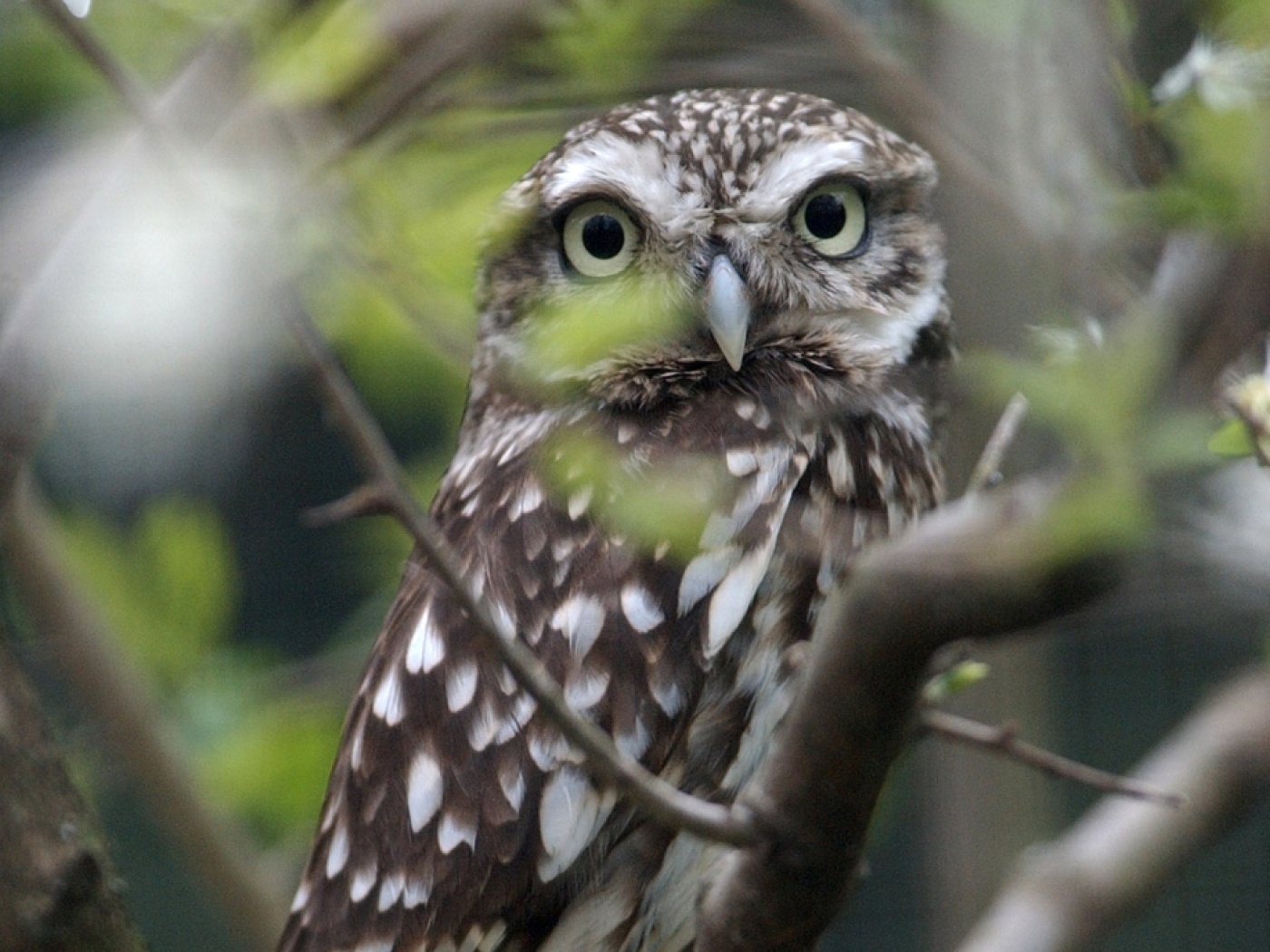 Tri-national little owl conservation project wins Swiss nature prize