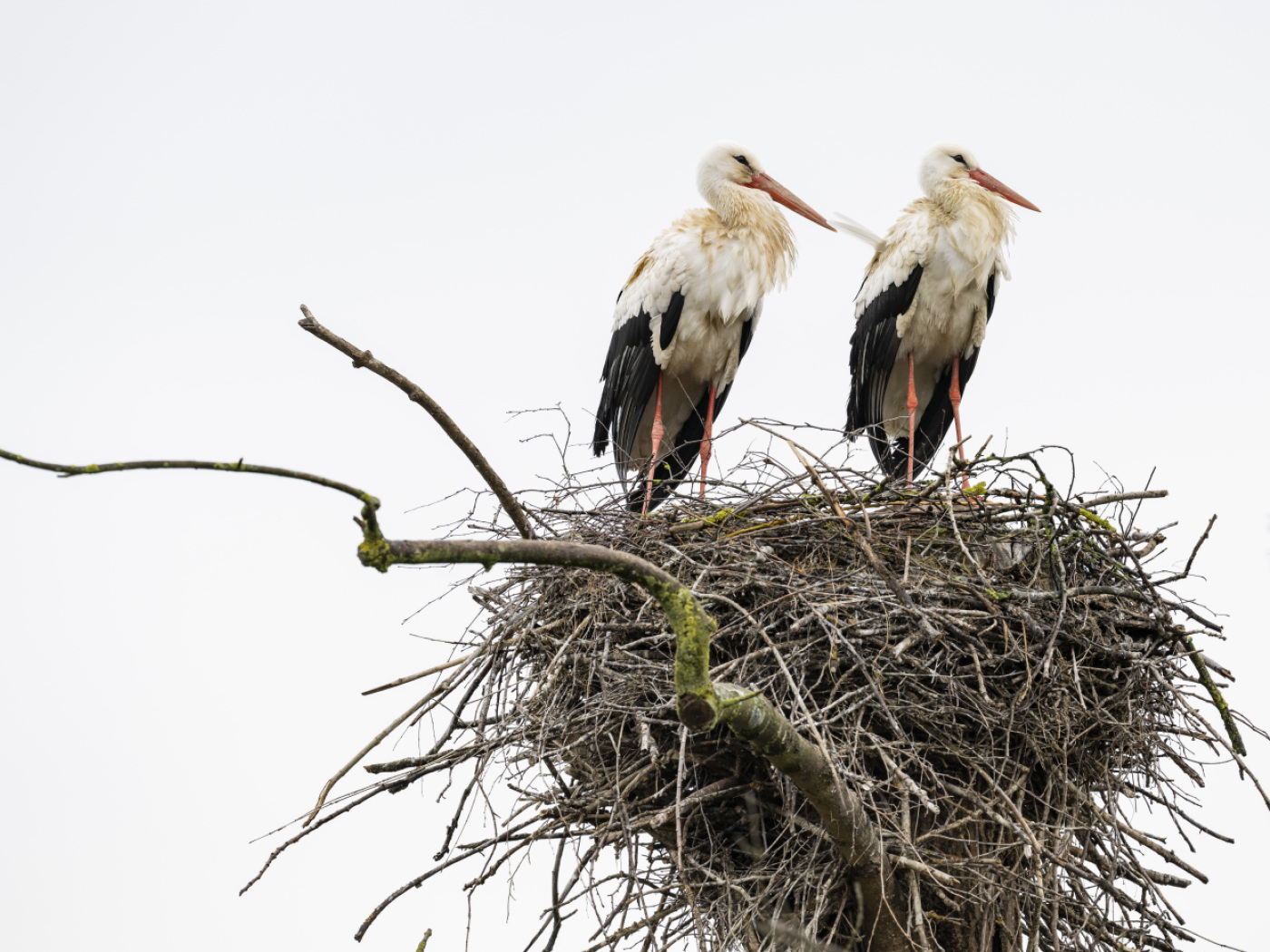Not extinct after all: Switzerland’s stork population is growing again