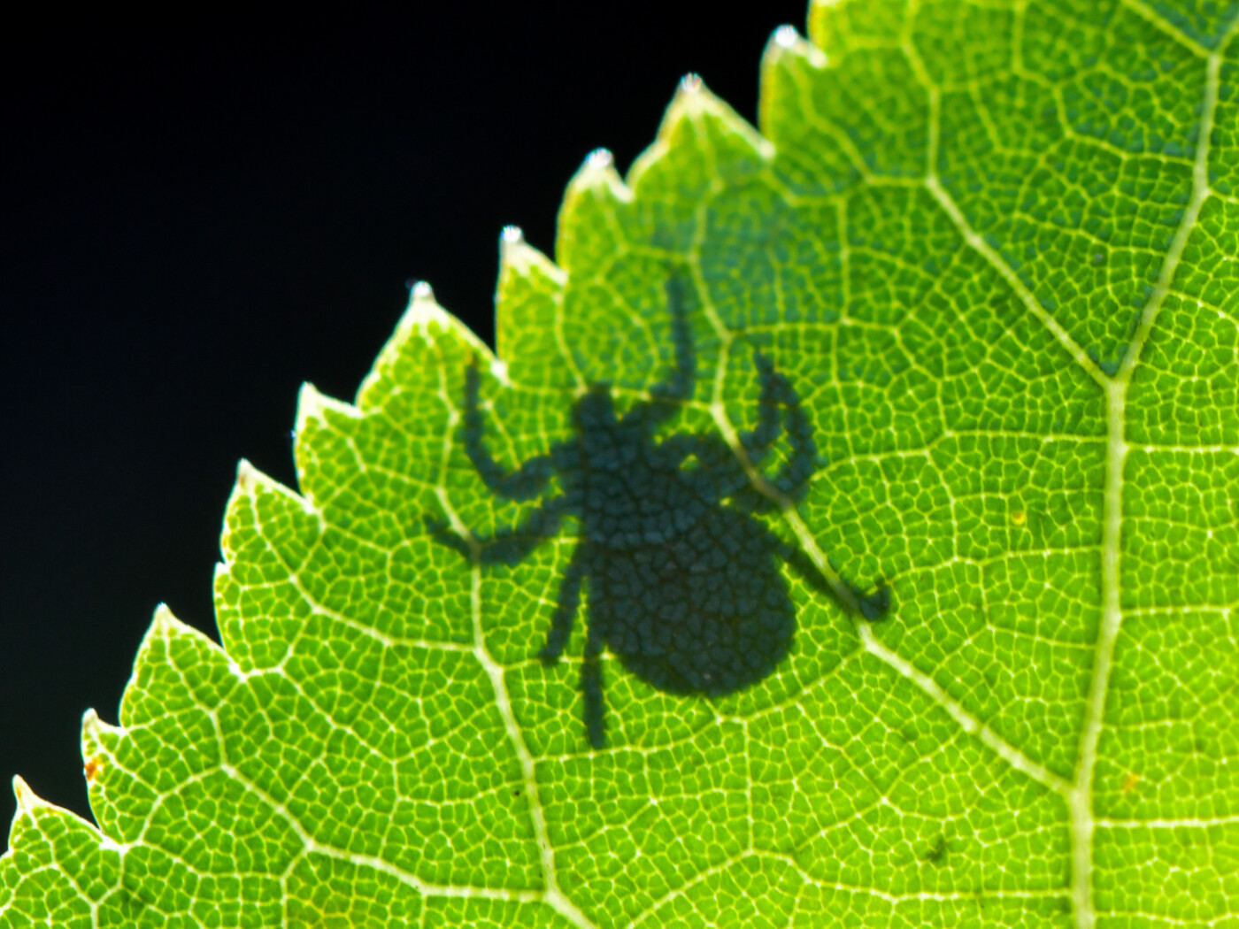 The drought is also affecting ticks and Japanese beetles