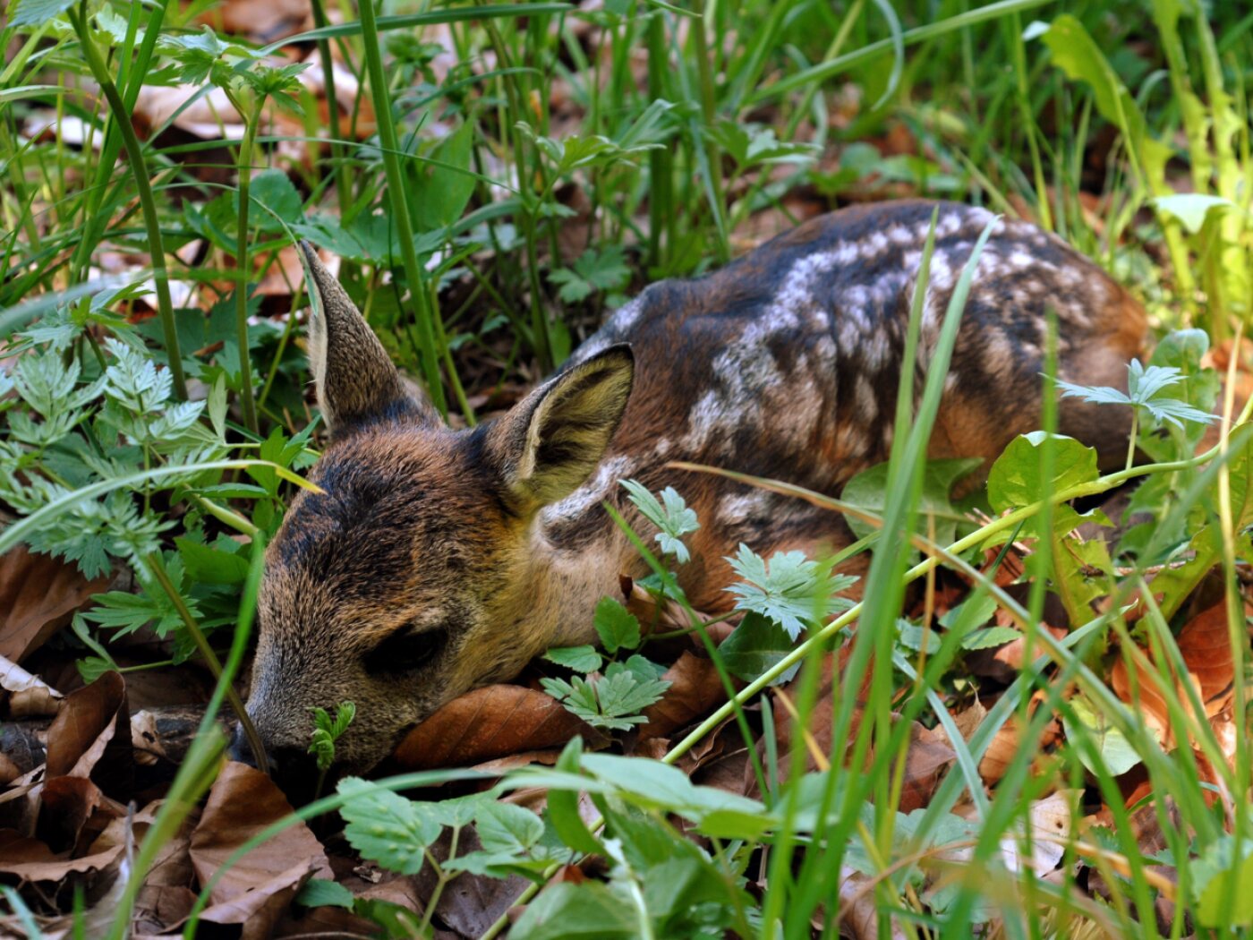 Drones save 7,590 fawns across Switzerland from being killed by mowers