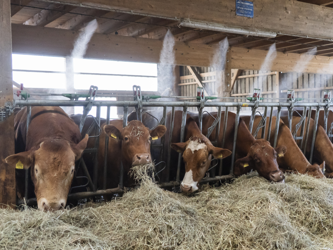 Drought and agriculture: Neuchâtel takes emergency measures