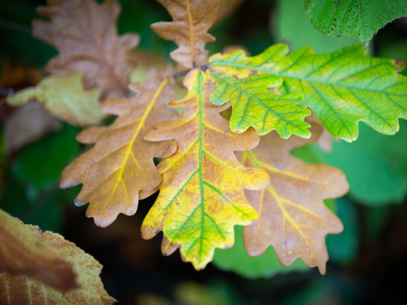 Leaf 'scorching' likely to increase due to global warming