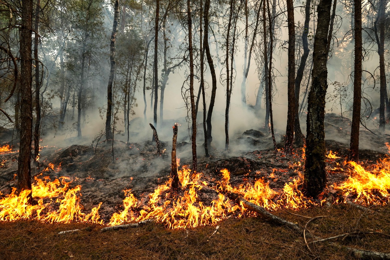 incêndio florestal