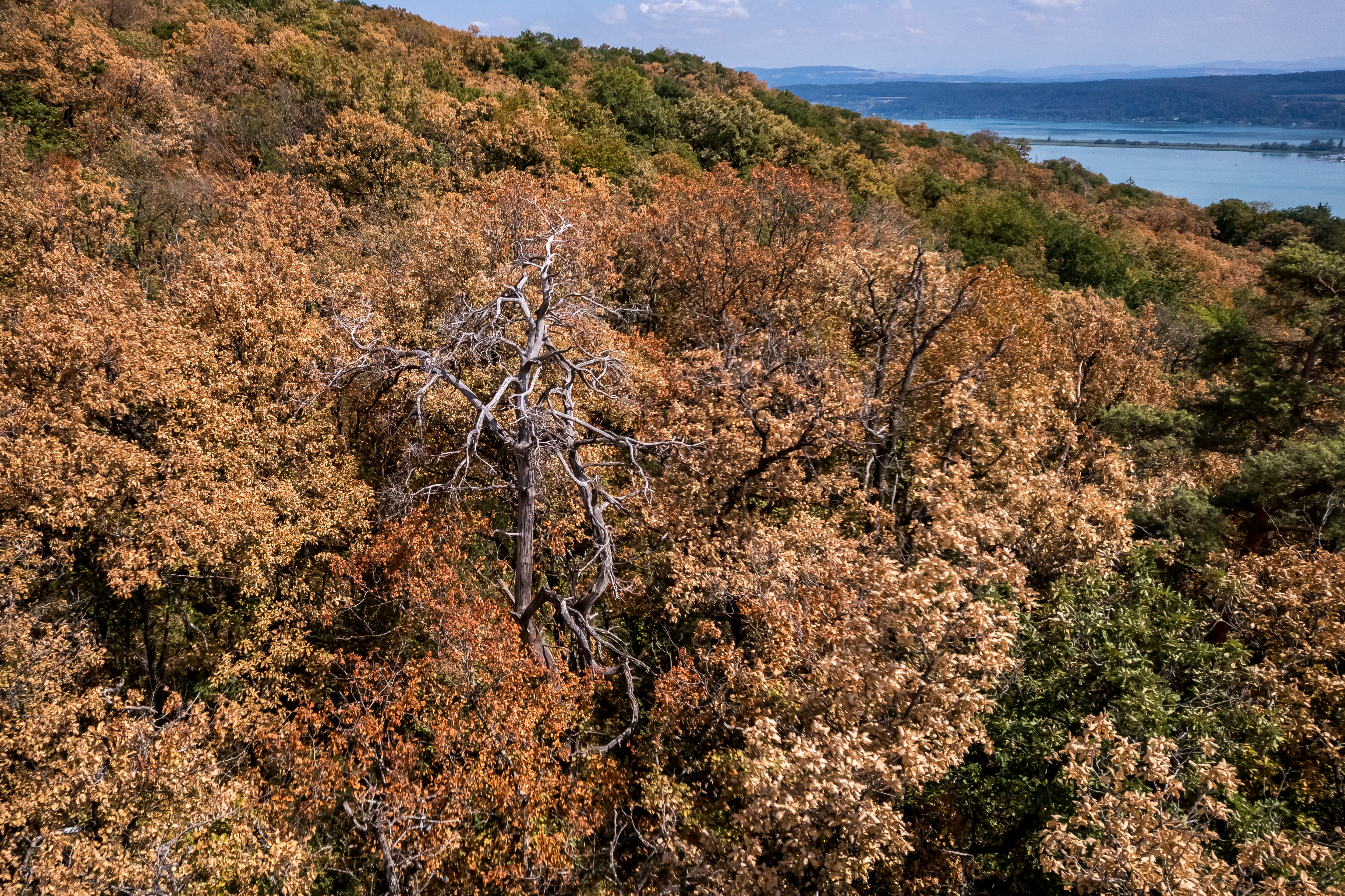 Ein Wald mit Bäumen, deren Blätter vergilbt sind