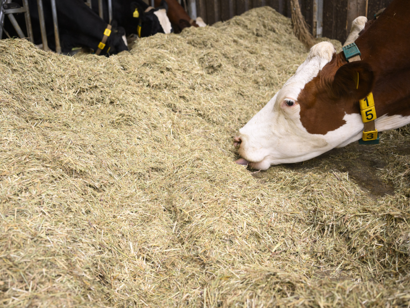 Faced with a shortage, Switzerland is drawing on its fodder reserves