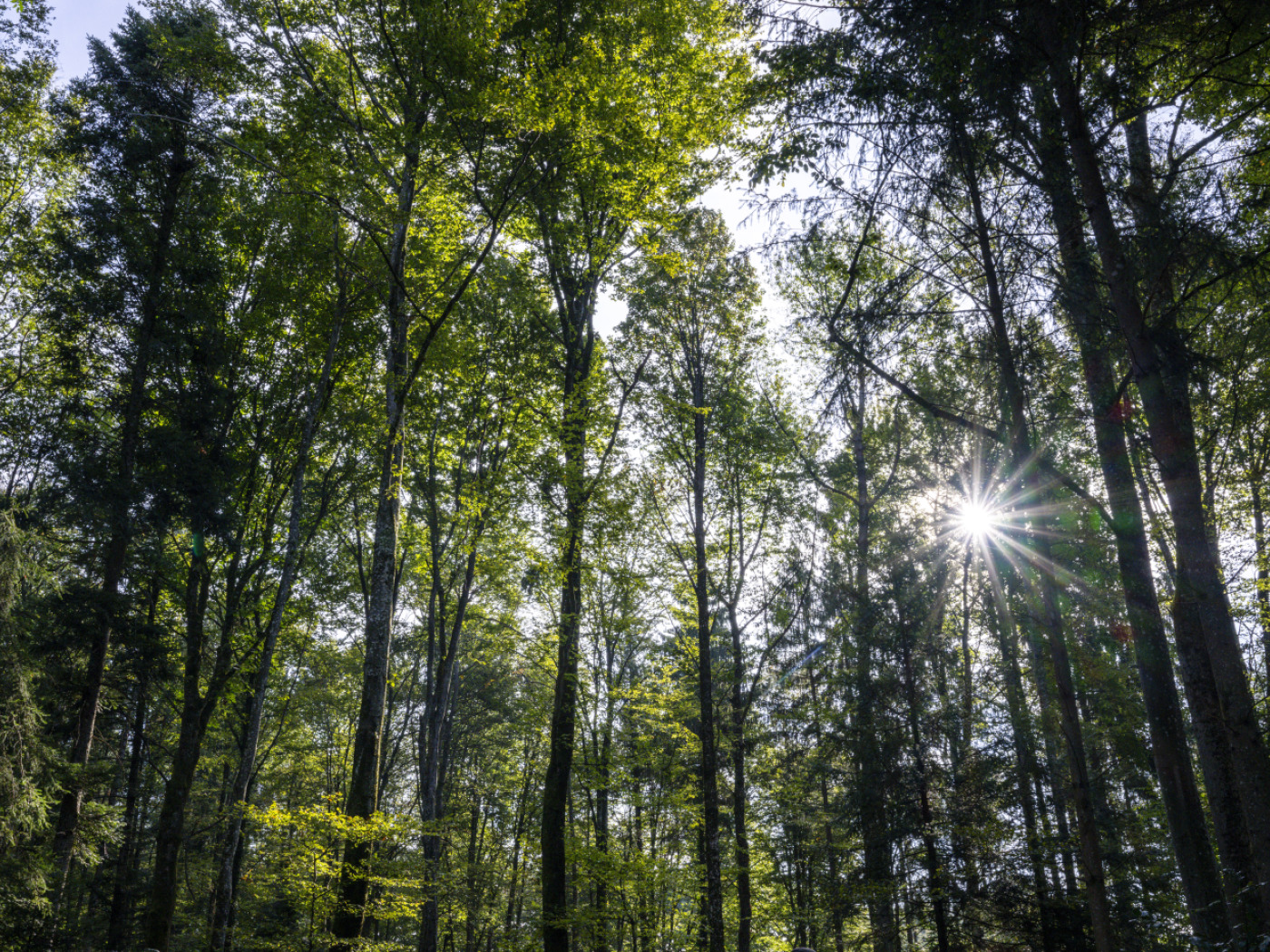Federal Council cuts funding for forest conservation