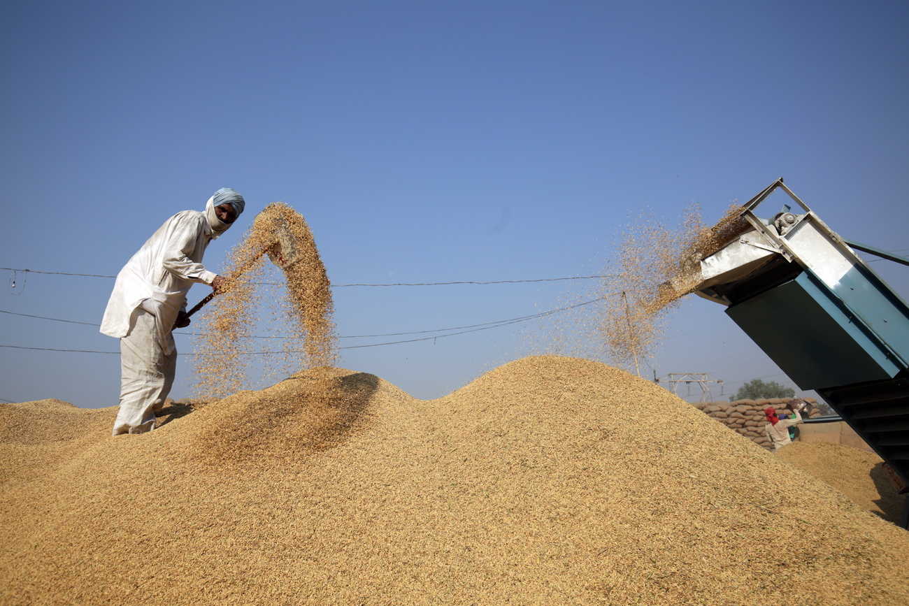 grain