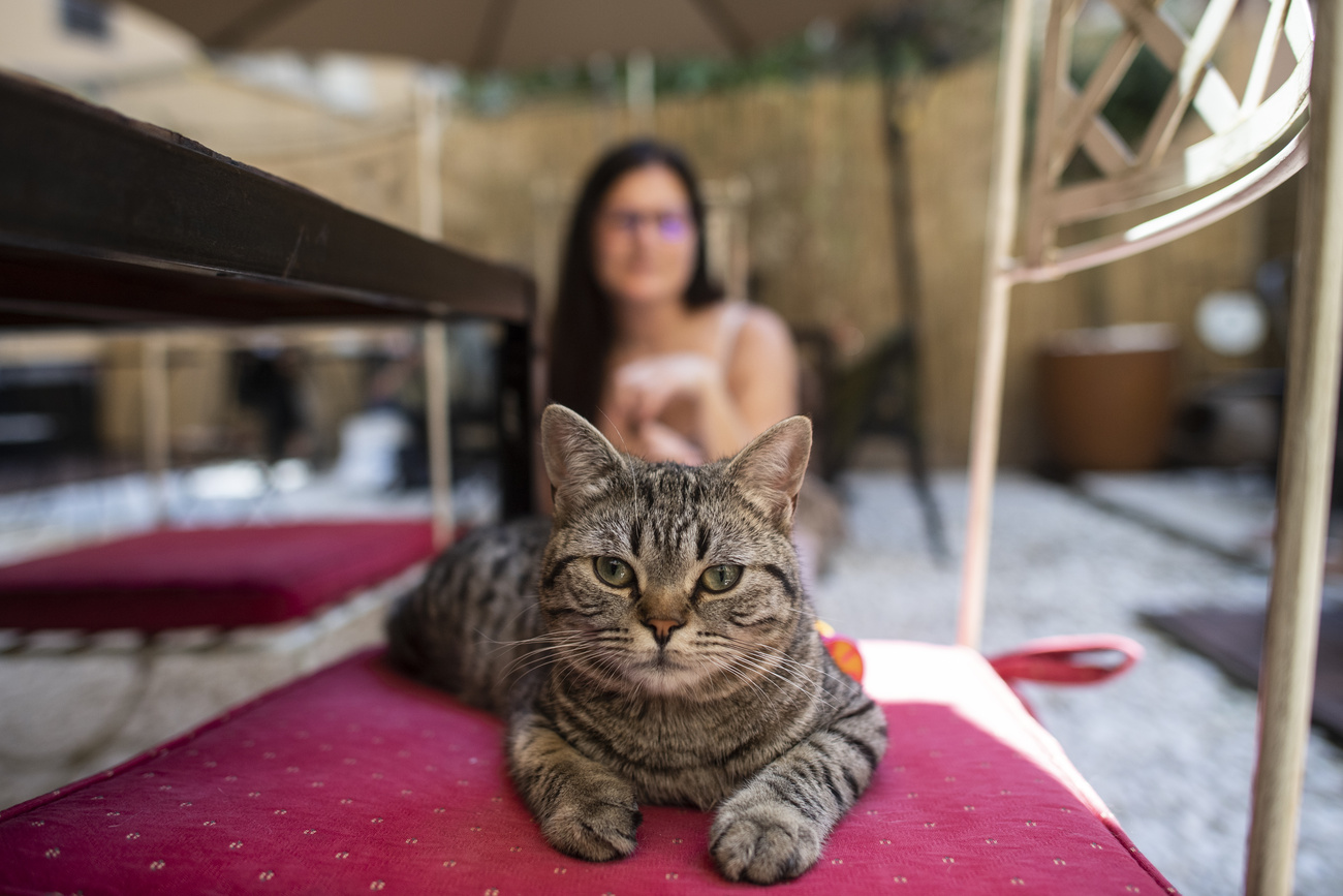 gatto