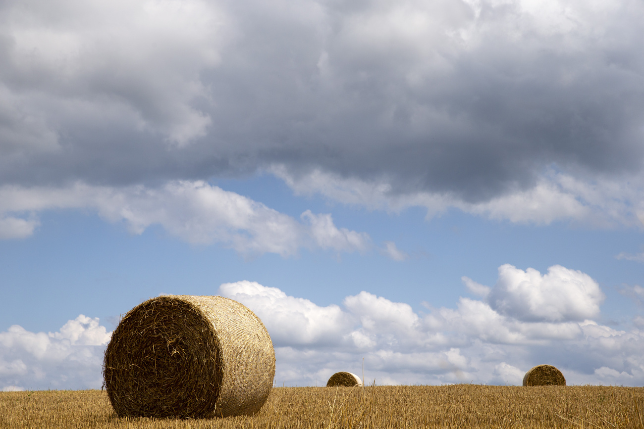 Riesige runde Strohballen auf einem Feld
