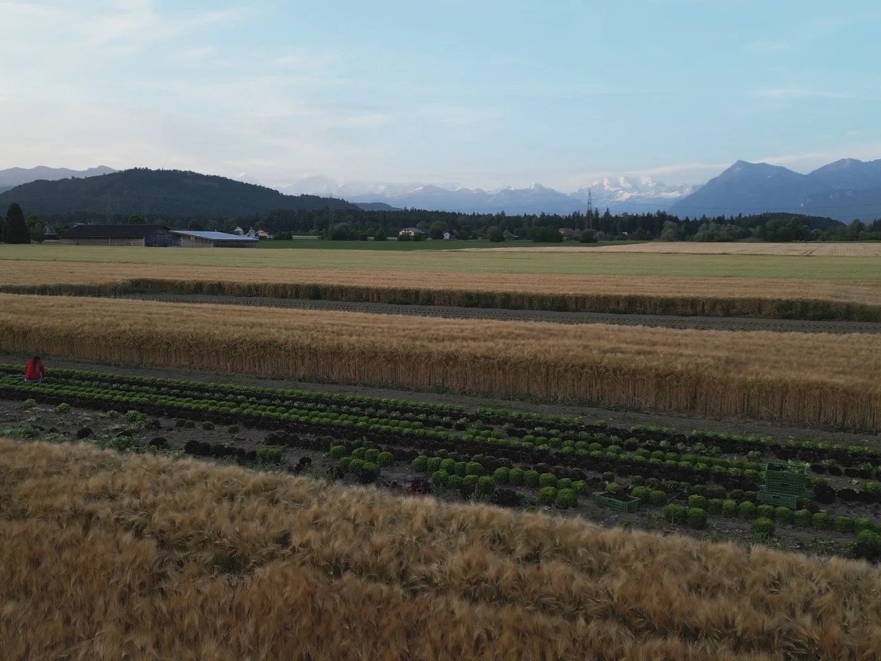 Voici à quoi ressemble le volontariat à la ferme